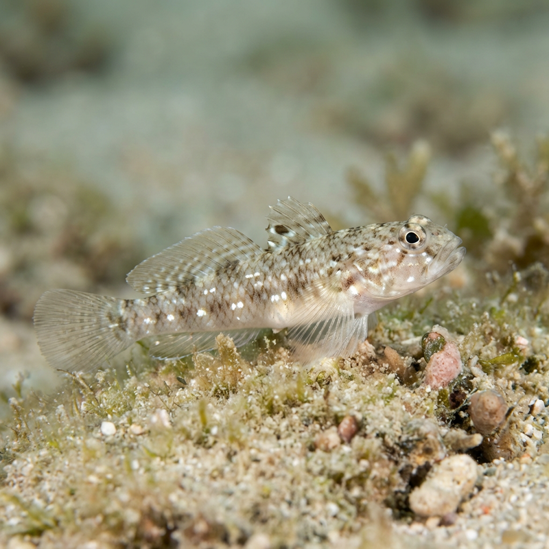 Gobie de la mer Rouge