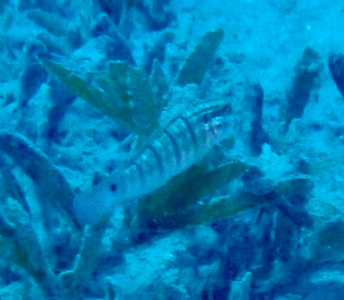 Gobie de la mer Rouge — Bild 4