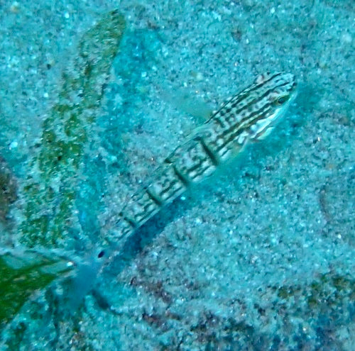Gobie de la mer Rouge — Bild 3