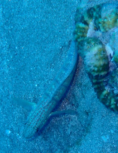 Gobie de la mer Rouge — Bild 5