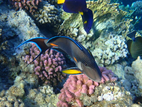 Poisson chirurgien de la mer Rouge — Bild 4