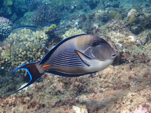Poisson chirurgien de la mer Rouge — Bild 2