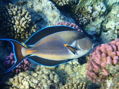 Poisson chirurgien de la mer Rouge — Bild 5