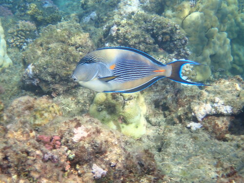 Poisson chirurgien de la mer Rouge — Bild 3