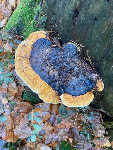 Éponge d'arbre à bords rouges — Bild 4
