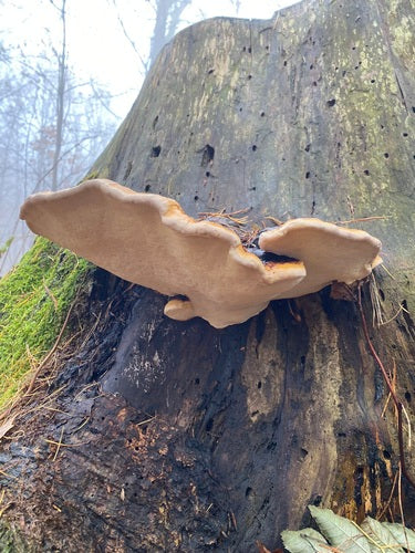 Éponge d'arbre à bords rouges — Bild 3