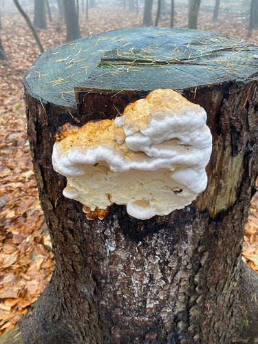 Éponge d'arbre à bords rouges — Bild 2