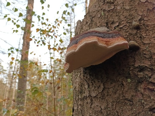 Éponge d'arbre à bords rouges — Bild 5