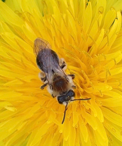 Abeille des sables à tête rouge — Bild 2