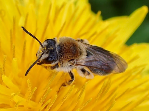 Abeille des sables à tête rouge — Bild 4