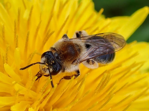 Abeille des sables à tête rouge — Bild 3
