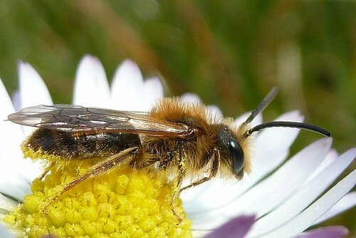 Abeille des sables à tête rouge — Bild 5