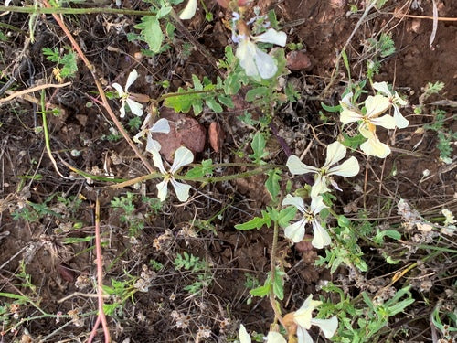 Roquette — Bild 4