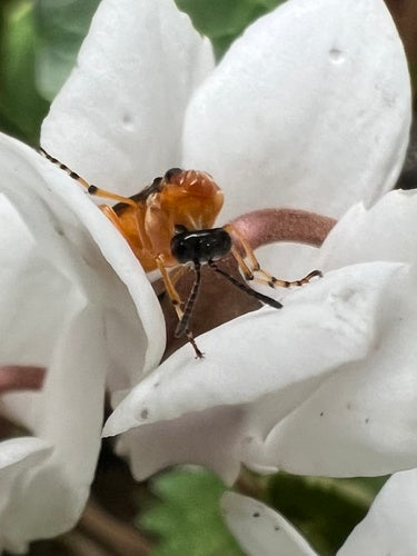 Tenthrède du navet — photo 4 sur 10