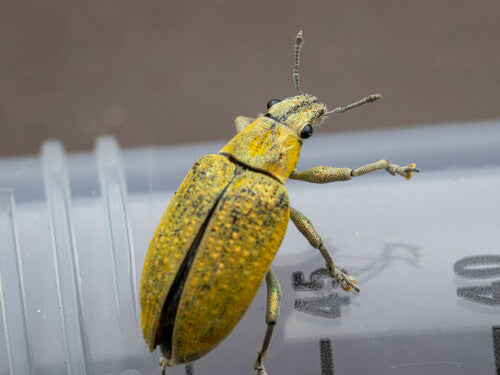 Rüsselkäfer - Bild 4