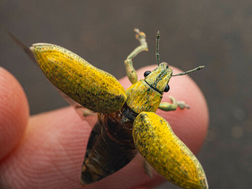 Rüsselkäfer - Bild 6