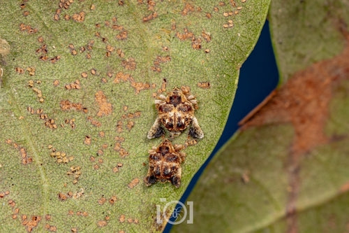 Charançon — Bild 1