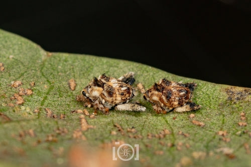 Charançon — Bild 2