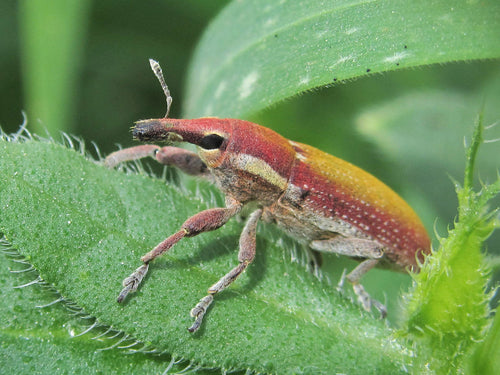 Rüsselkäfer - Bild 3