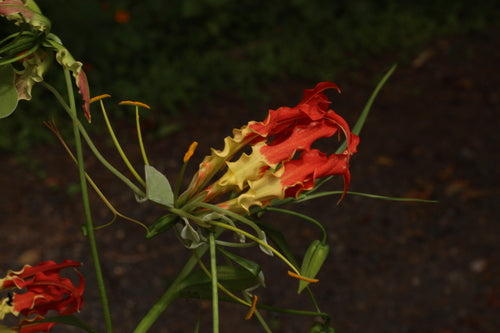 Couronne de gloire — Bild 2