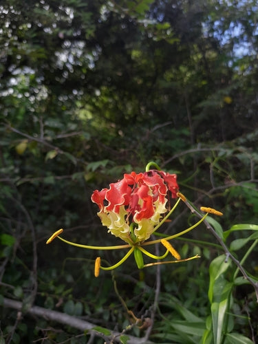 Couronne de gloire — photo 2 sur 9