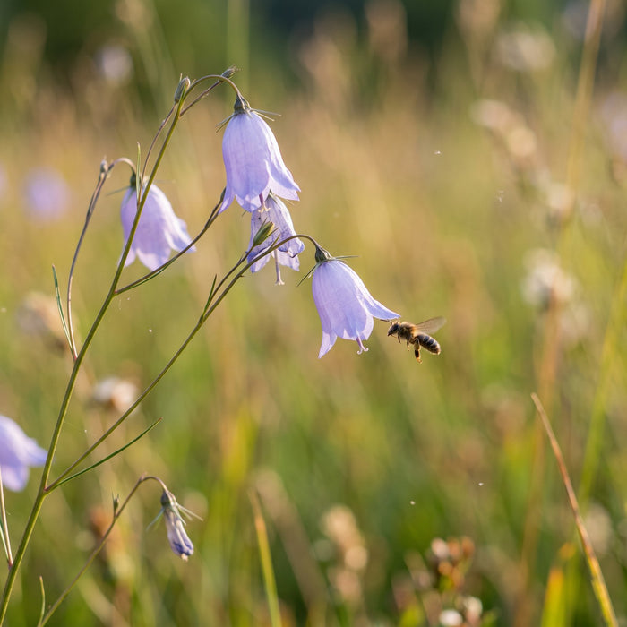 Blüte von Rundblättrige Glockenblume (Campanula rotundifolia) in Nahaufnahme (KI-generiert)