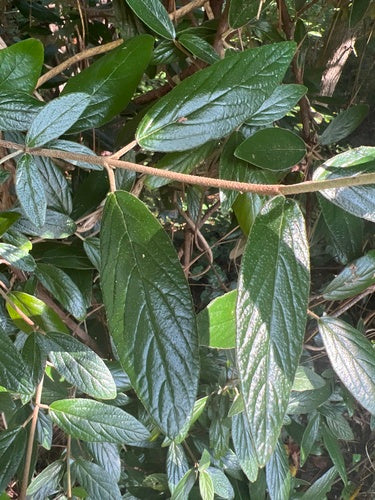 Viorne à feuilles ridées — Bild 4