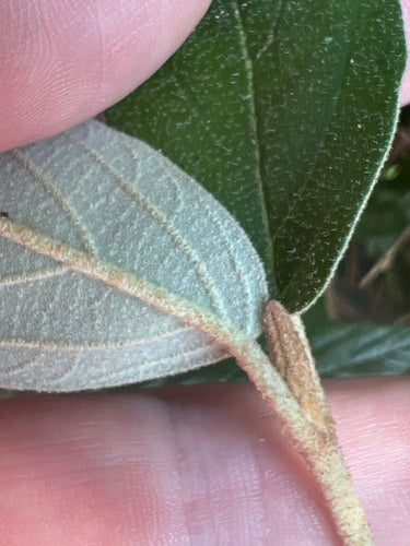Viorne à feuilles ridées — Bild 3