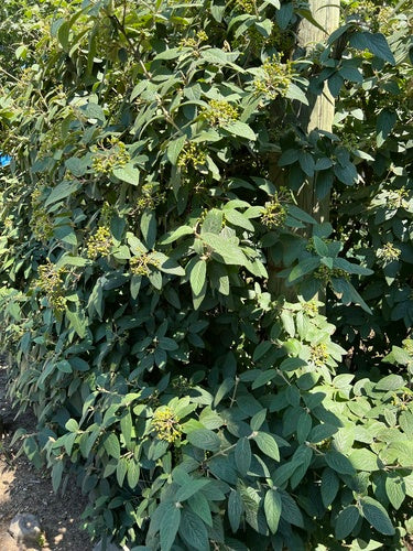 Viorne à feuilles ridées — Bild 5
