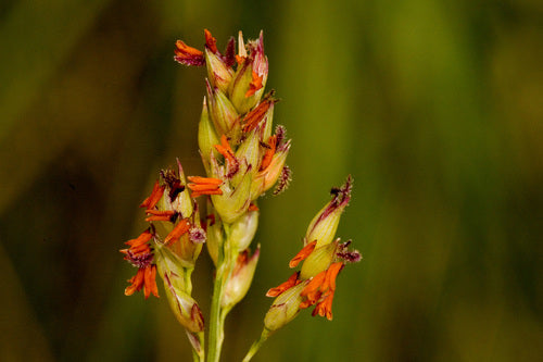 Switchgrass — Bild 5