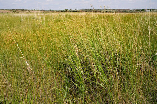 Switchgrass — Bild 4