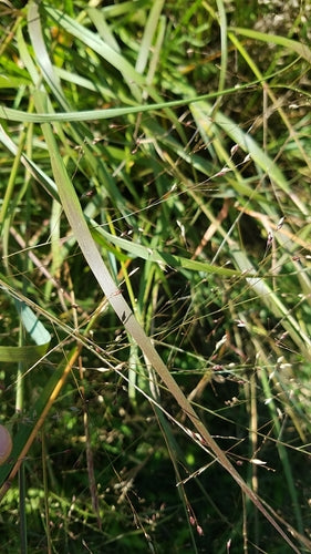 Switchgrass — photo 1 sur 8