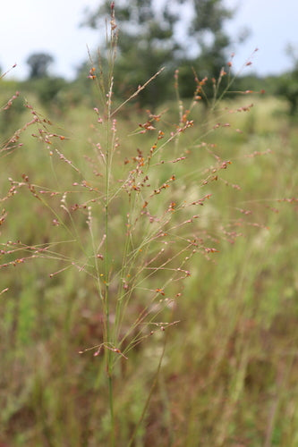 Switchgrass — Bild 3