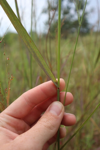 Switchgrass — photo 2 sur 8