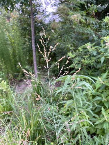 Switchgrass — Bild 1