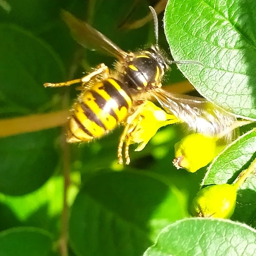 Sächsische Wespe - Bild 5