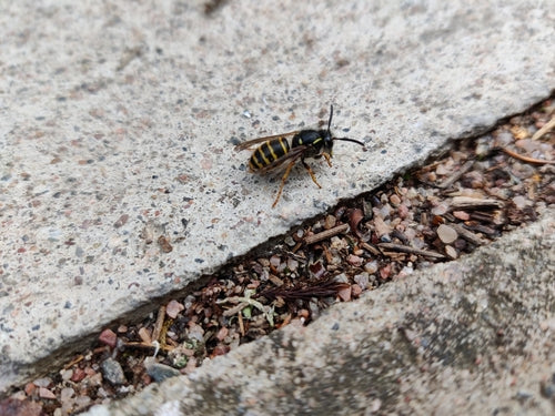 Sächsische Wespe - Bild 2