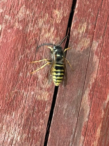 Sächsische Wespe - Bild 7