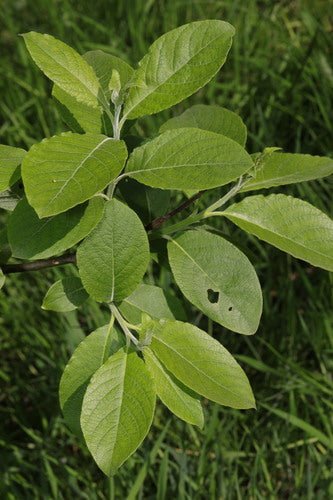 Saule de Sal — Bild 5