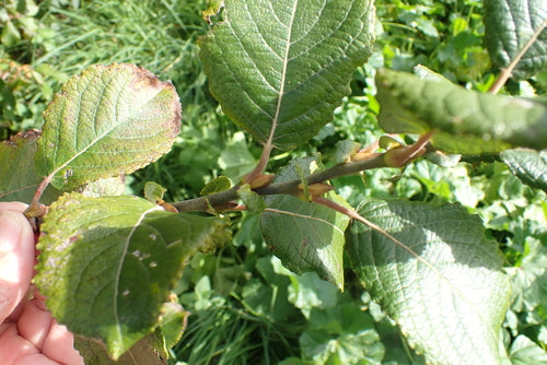 Saule de Sal — Bild 2