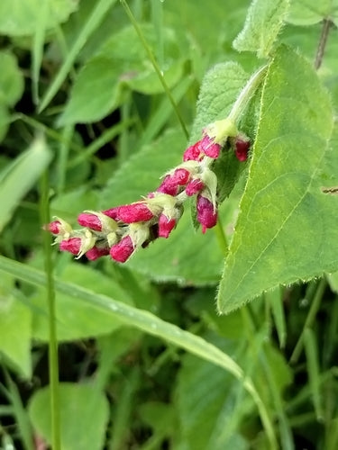 sage — Bild 4