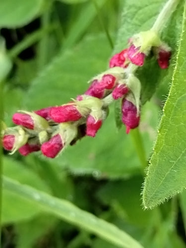 sage — Bild 5