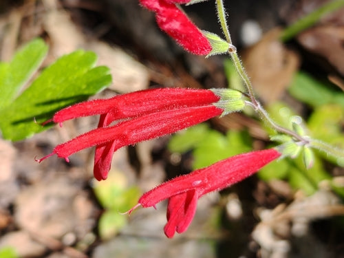 sage — Bild 3