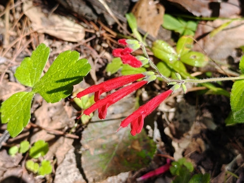 sage — Bild 2