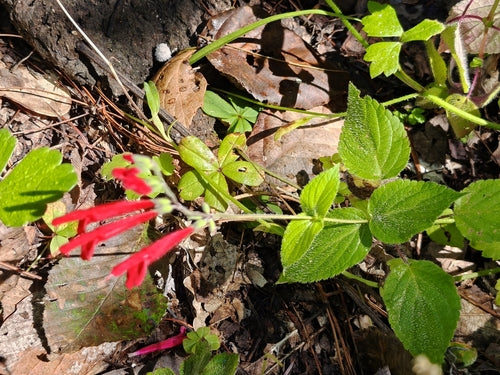 sage — Bild 1