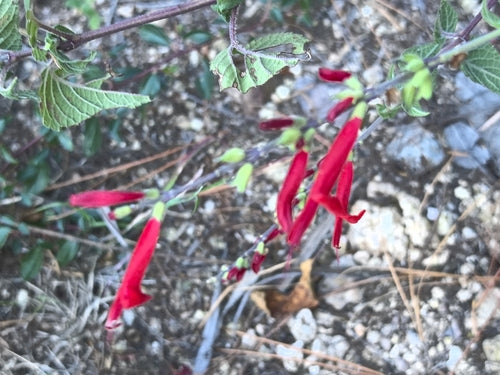 sage — Bild 1