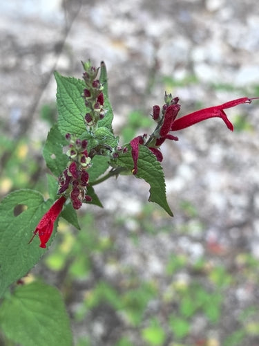 sage — Bild 2