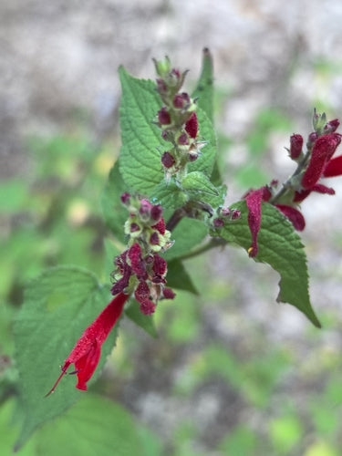 sage — Bild 3