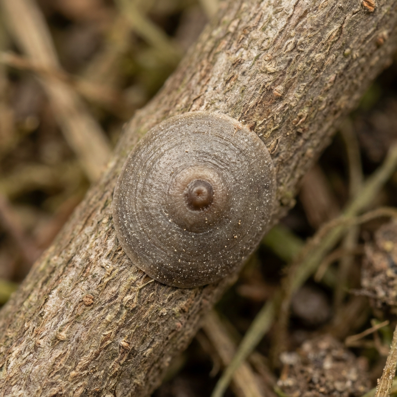 Cochenille de San José