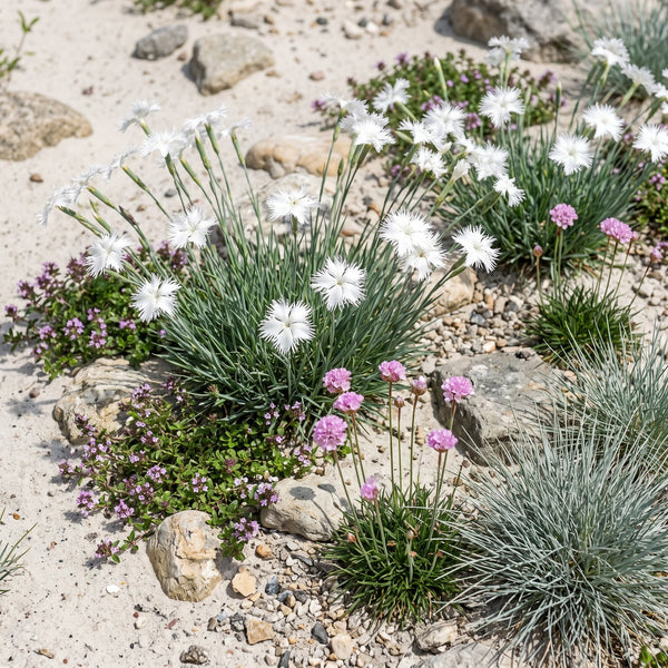 Sand-Nelke (Dianthus arenarius) in Blüte im naturnahen Garten (KI-generiert)